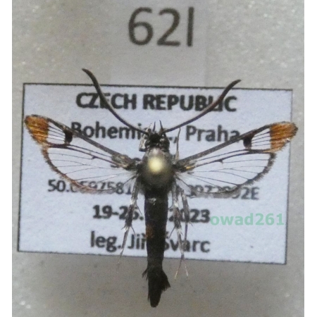 Synanthedon formicaeformis (Esper, 1783) Czech62l